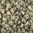Black Amber bulk THCA flower — Plain Jane 1 lb