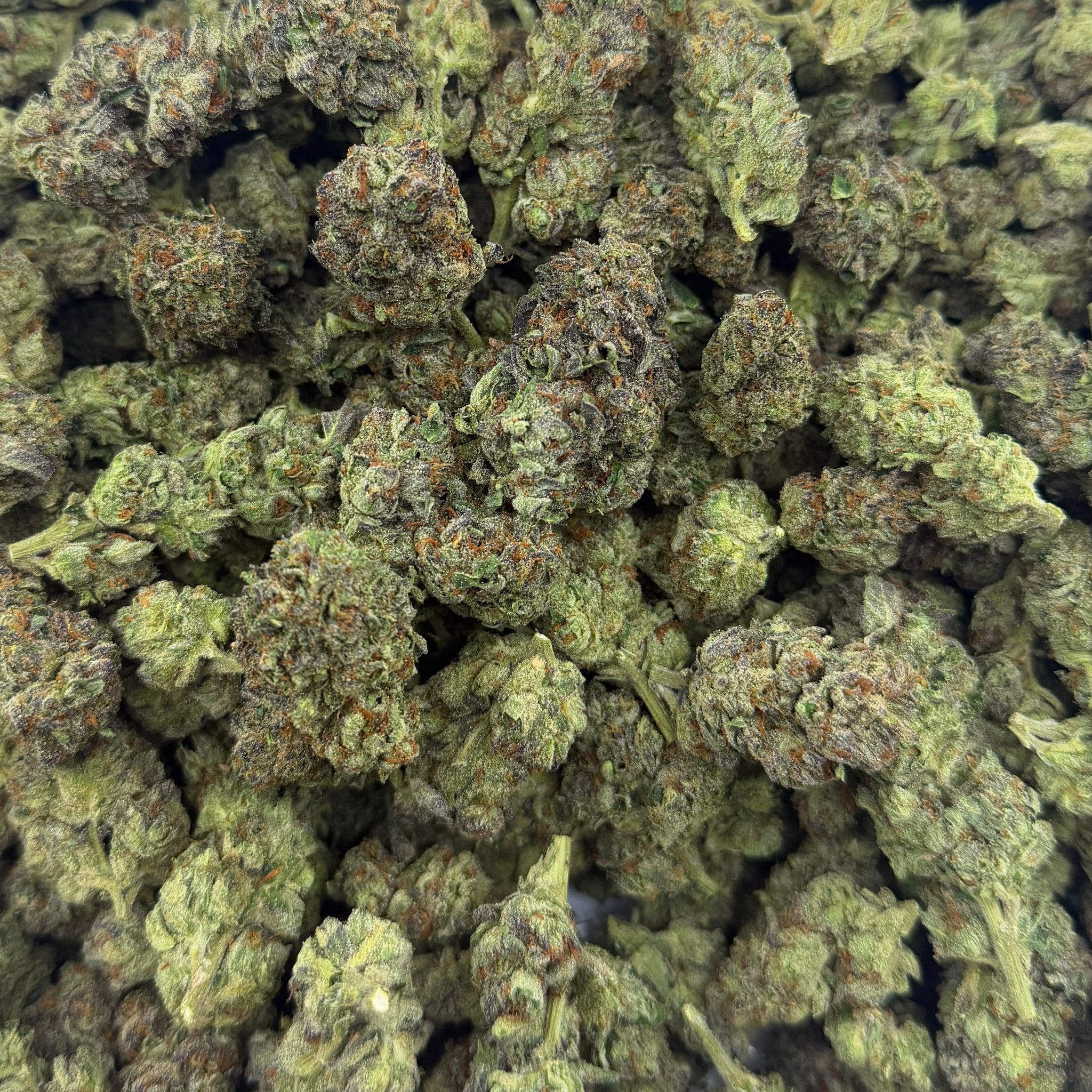 Black Cherry Gelato bulk THCA flower — Plain Jane 1 lb
