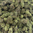 Black Cherry Gelato bulk THCA flower — Plain Jane 1 lb