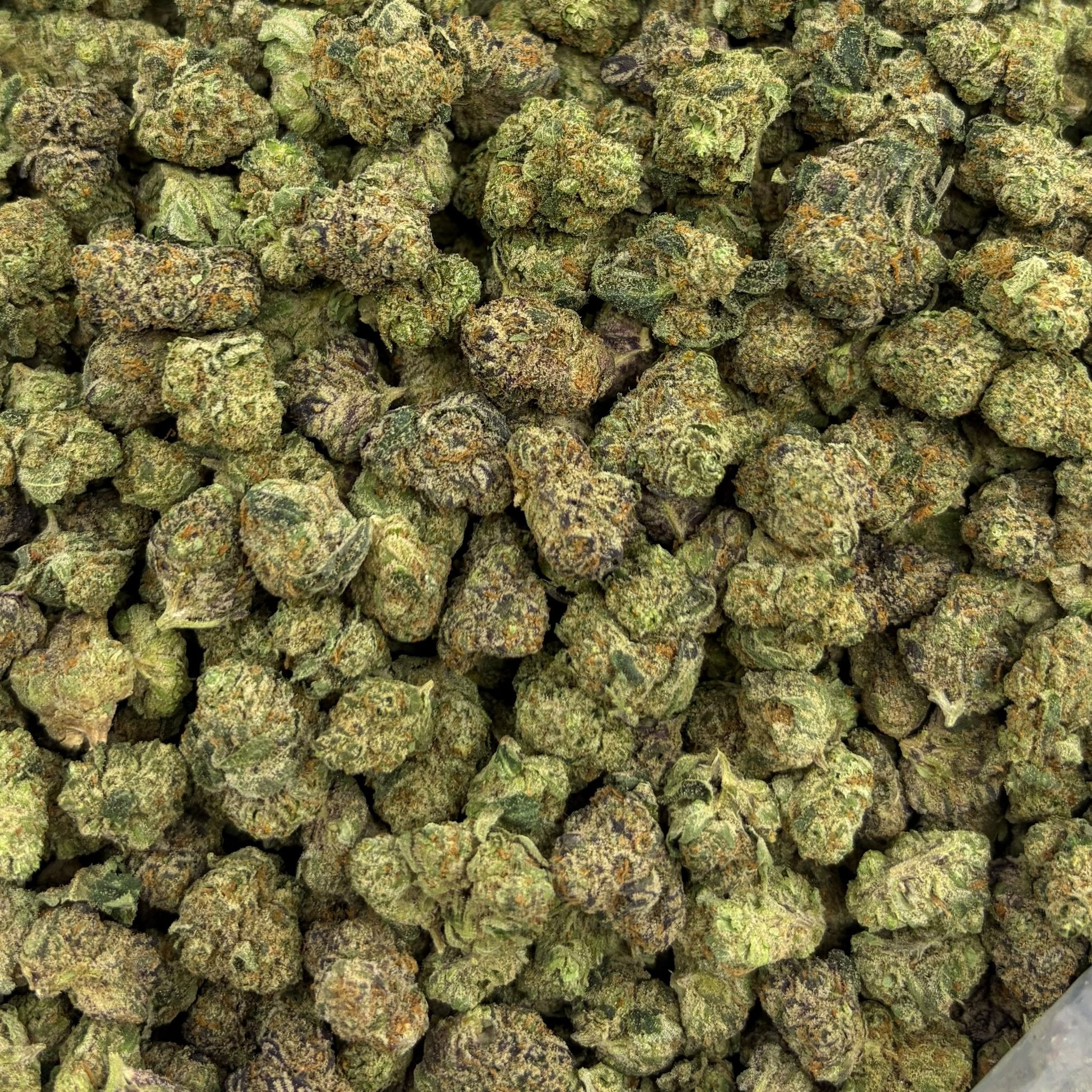 Black Cherry Gelato bulk THCA flower — Plain Jane 1 lb
