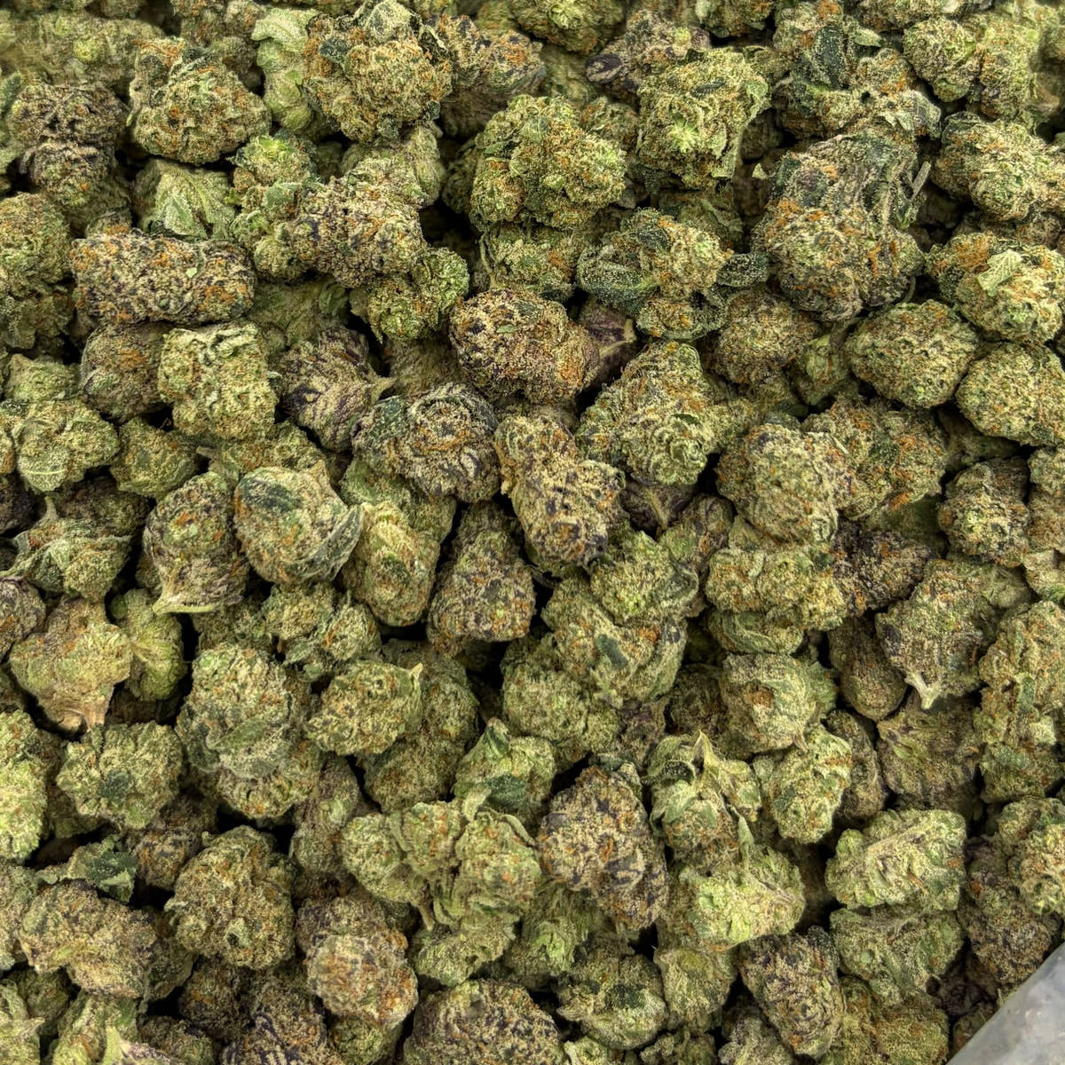 Black Cherry Gelato bulk THCA flower — Plain Jane 1 lb