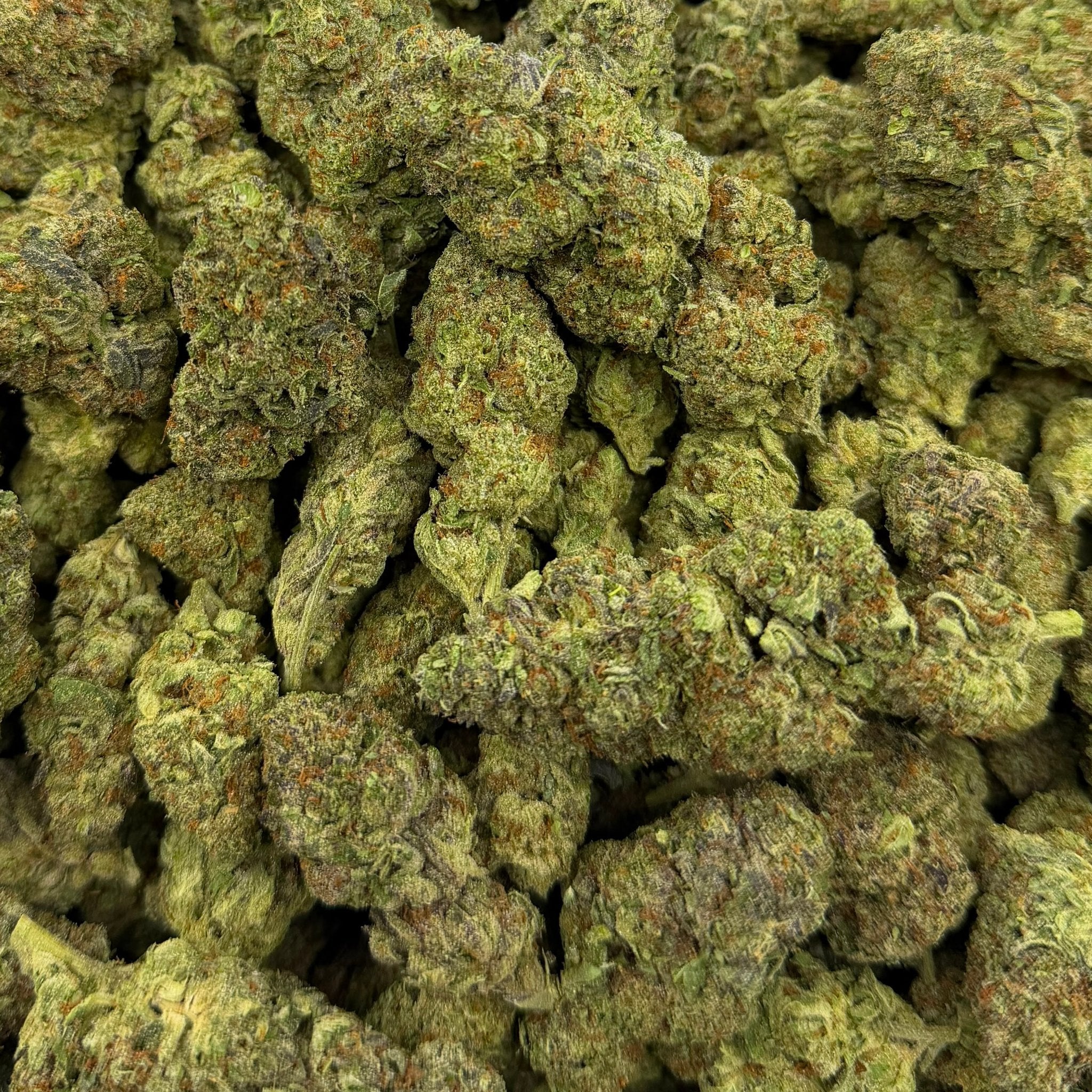 Black Current bulk THCA flower — Plain Jane 1 lb