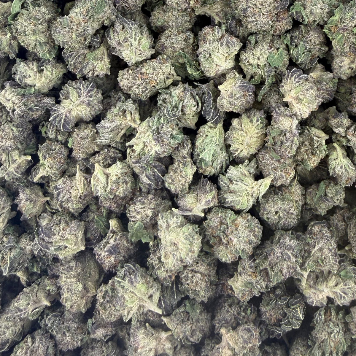 Black Garlic Gelato bulk THCA flower — Plain Jane 1 lb