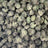 Black Garlic Gelato bulk THCA flower — Plain Jane 1 lb