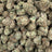 Black Maple bulk THCA flower — Plain Jane 1 lb