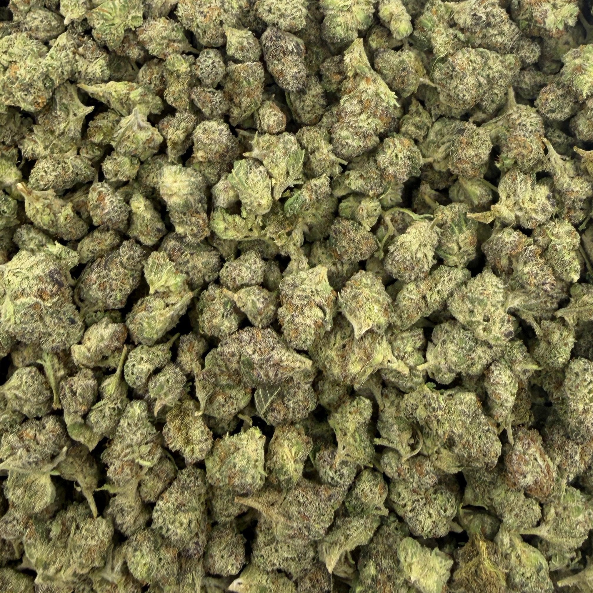 Black Piranha bulk THCA flower — Plain Jane 1 lb