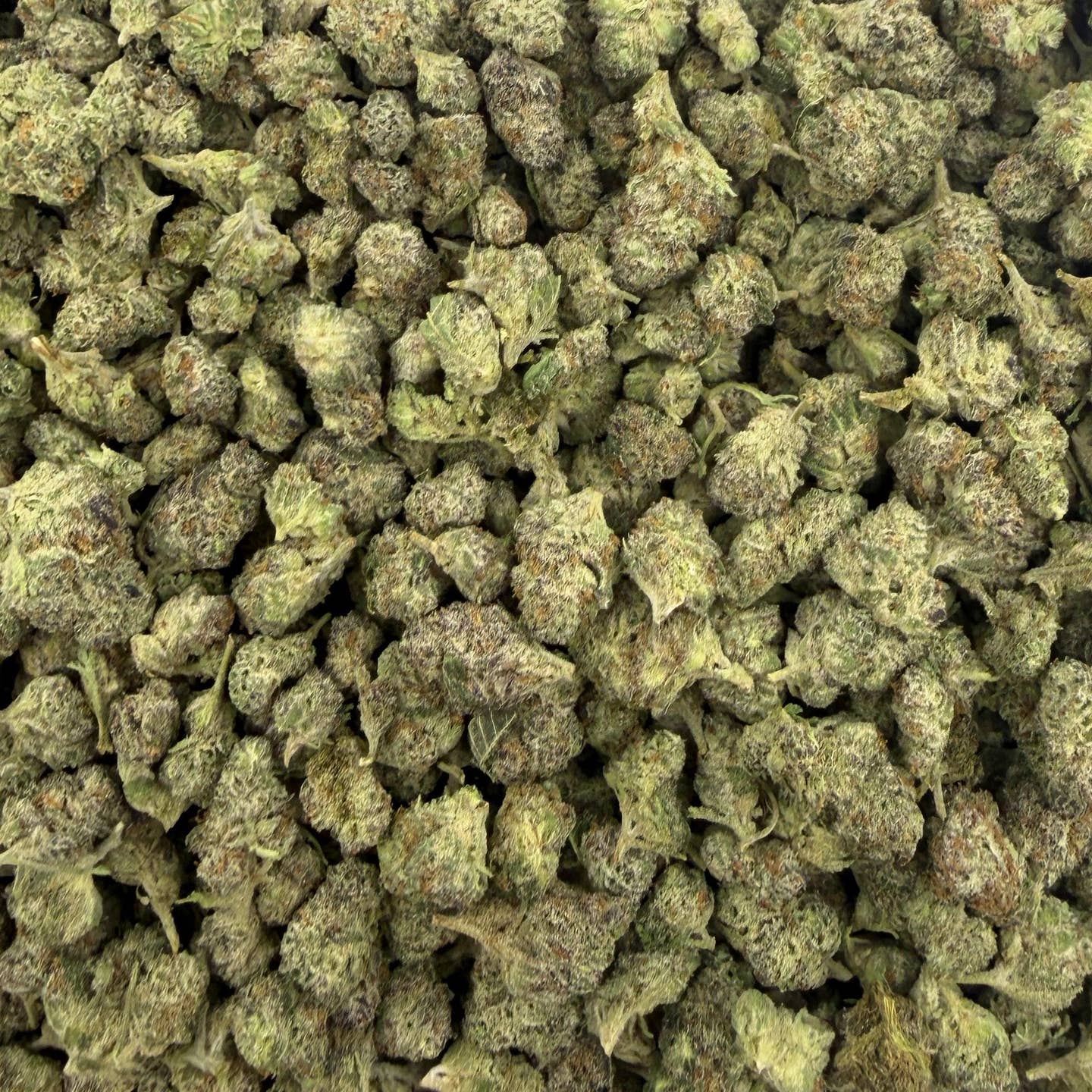 Black Piranha bulk THCA flower — Plain Jane 1 lb