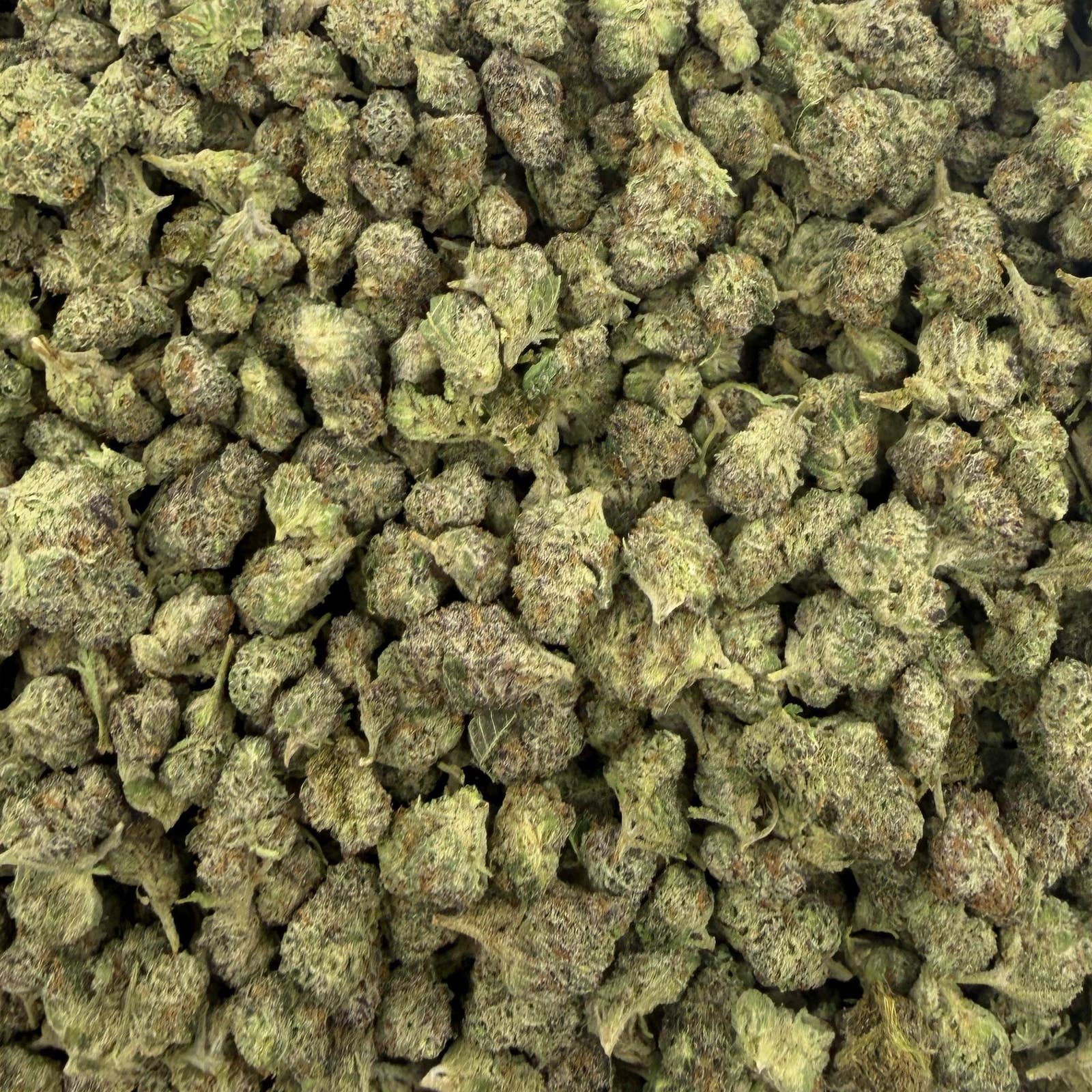 Black Piranha bulk THCA flower — Plain Jane 1 lb