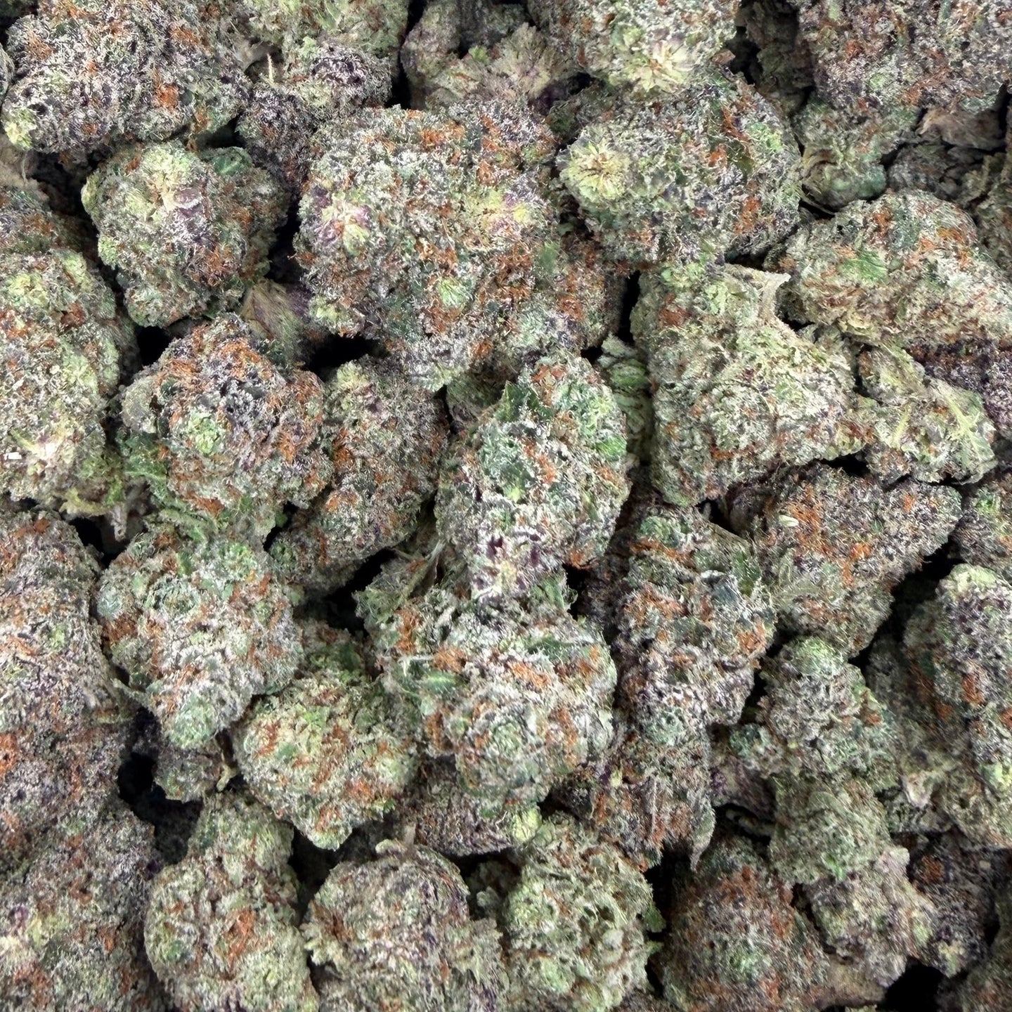 Black Piranha bulk THCA flower — Plain Jane 1 lb