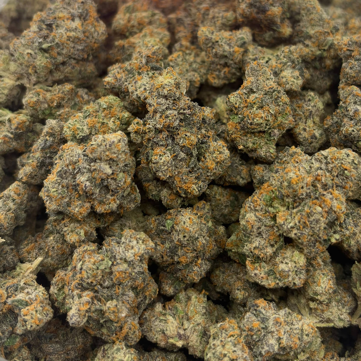 Black Piranha bulk THCA flower — Plain Jane 1 lb