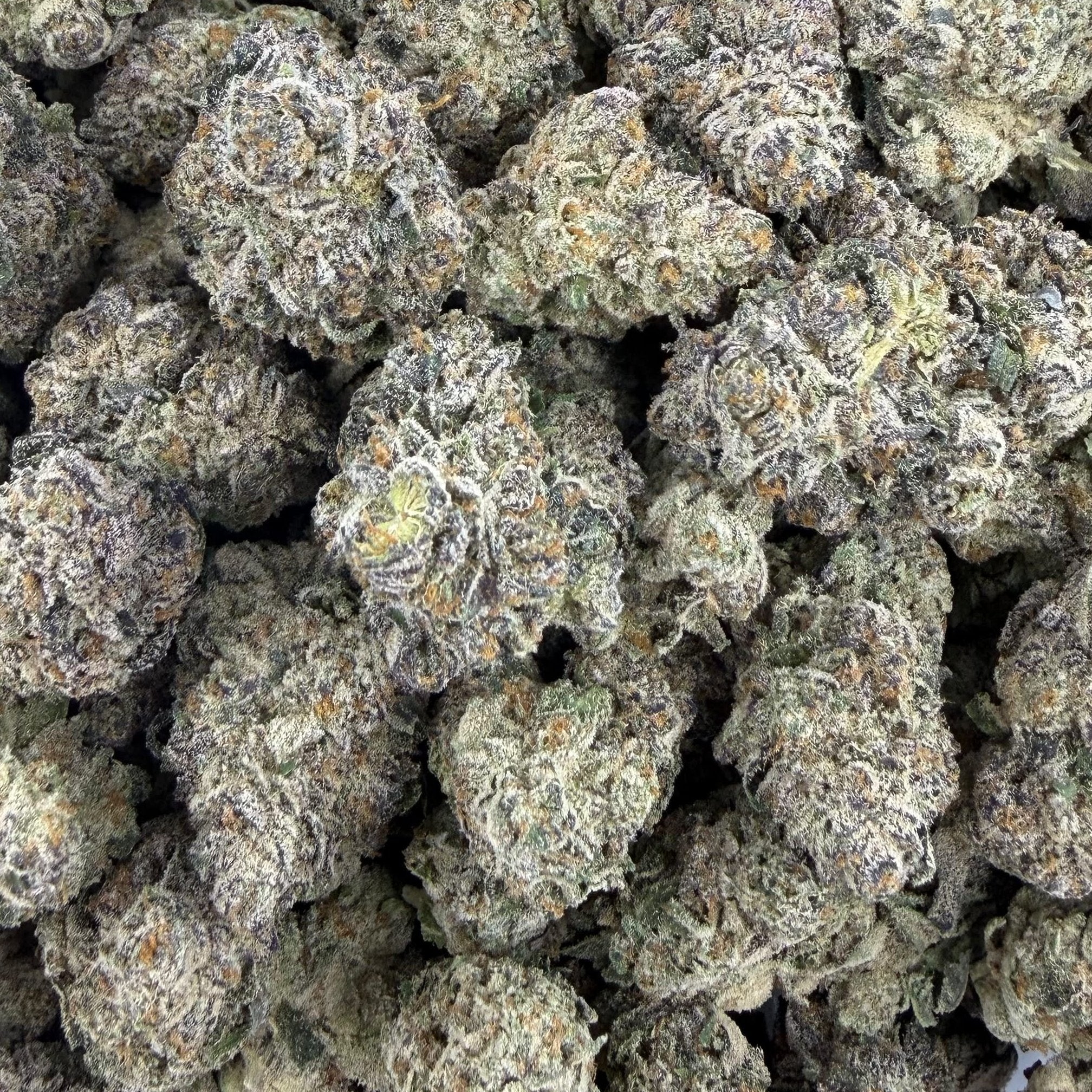 Black Top Gelato bulk THCA flower — Plain Jane 1 lb