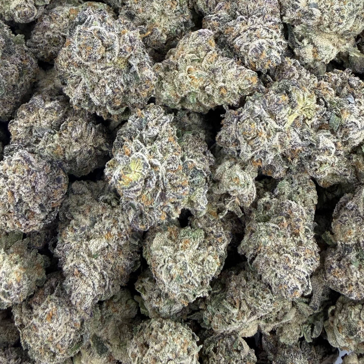 Black Top Gelato bulk THCA flower — Plain Jane 1 lb