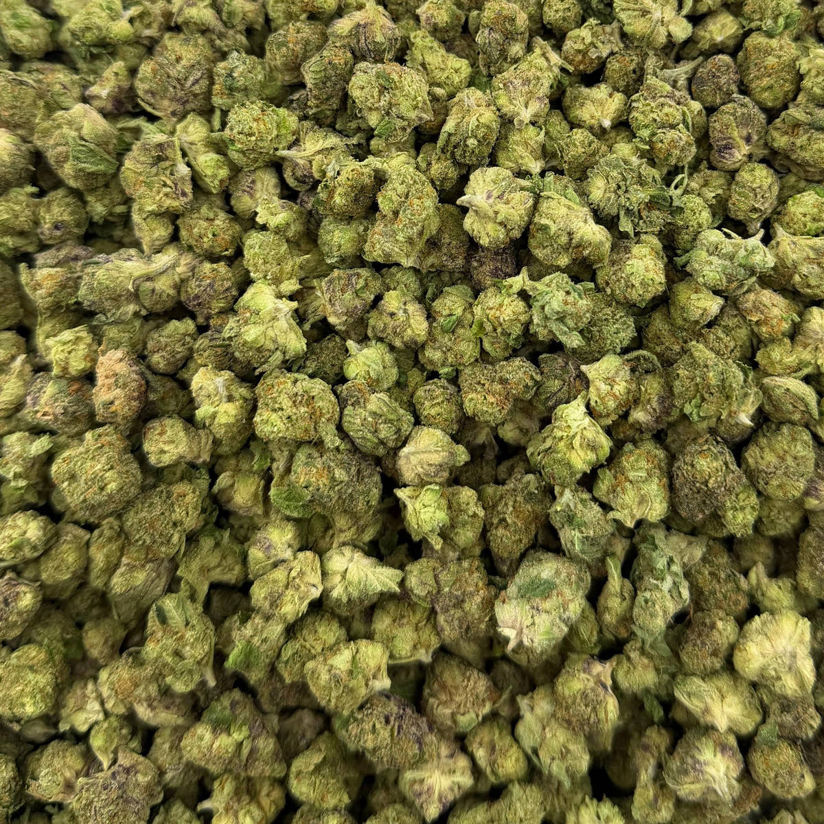 Black Truffle bulk THCA flower — Plain Jane 1 lb