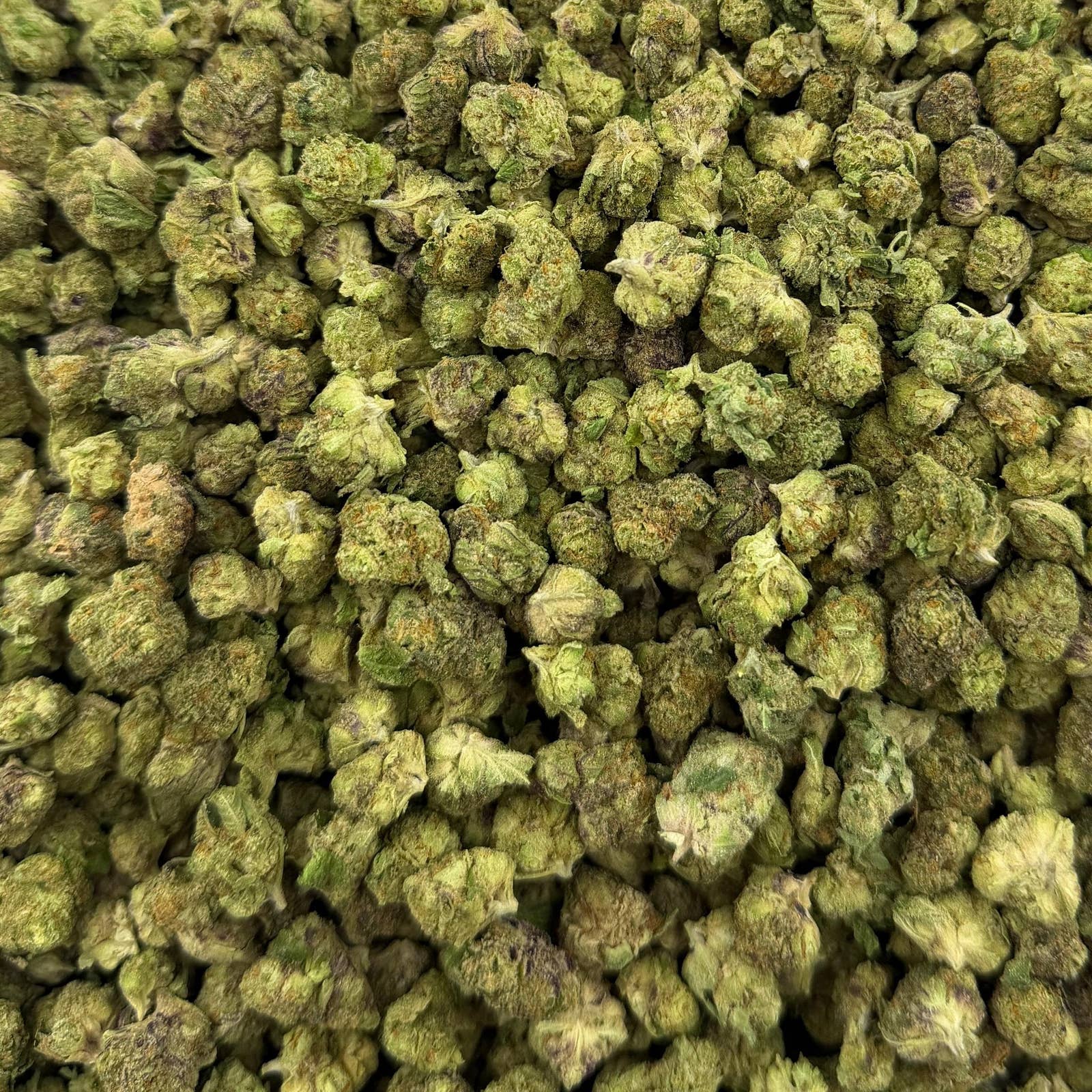 Black Truffle bulk THCA flower — Plain Jane 1 lb