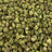 Black Truffle bulk THCA flower — Plain Jane 1 lb