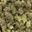 Black Truffle bulk THCA flower — Plain Jane 1 lb