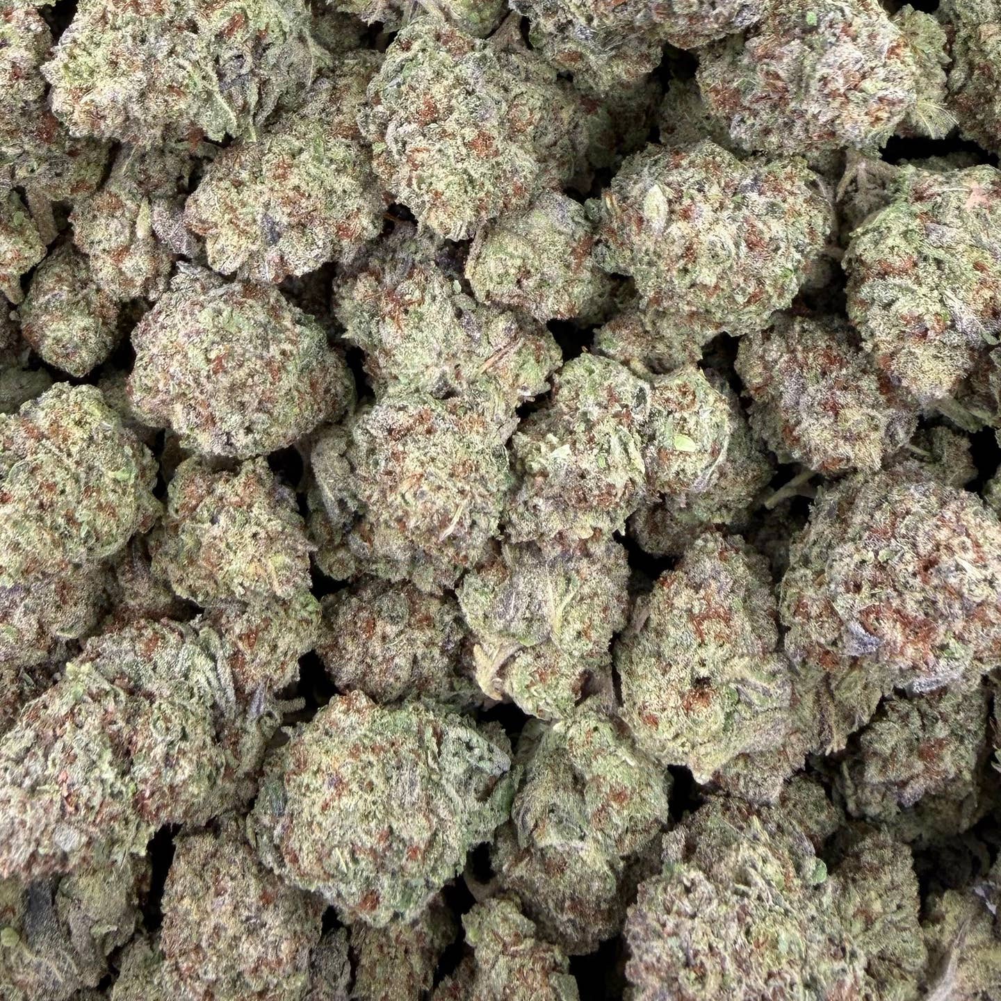 Black Truffle bulk THCA flower — Plain Jane 1 lb