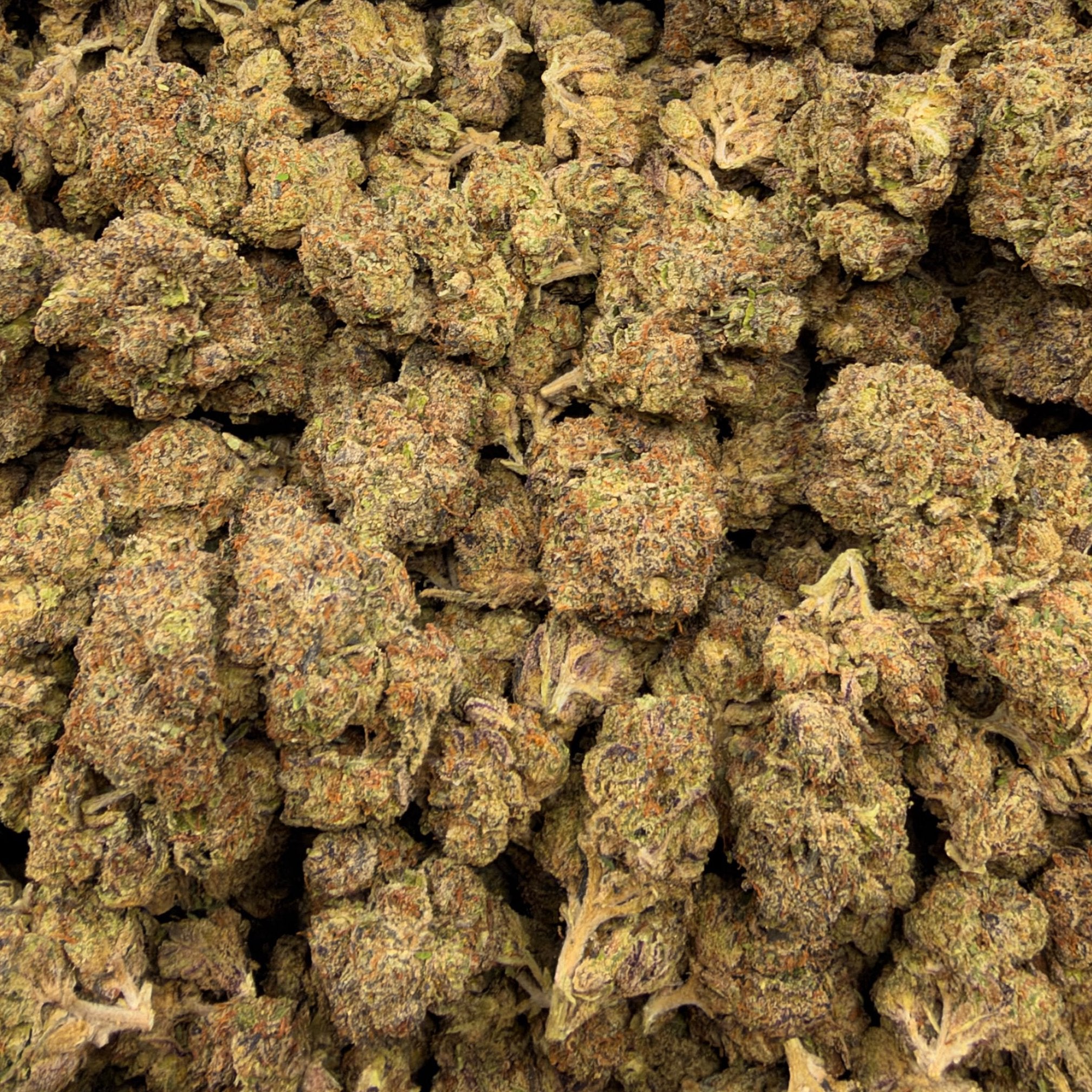 Black Truffle bulk THCA flower — Plain Jane 1 lb