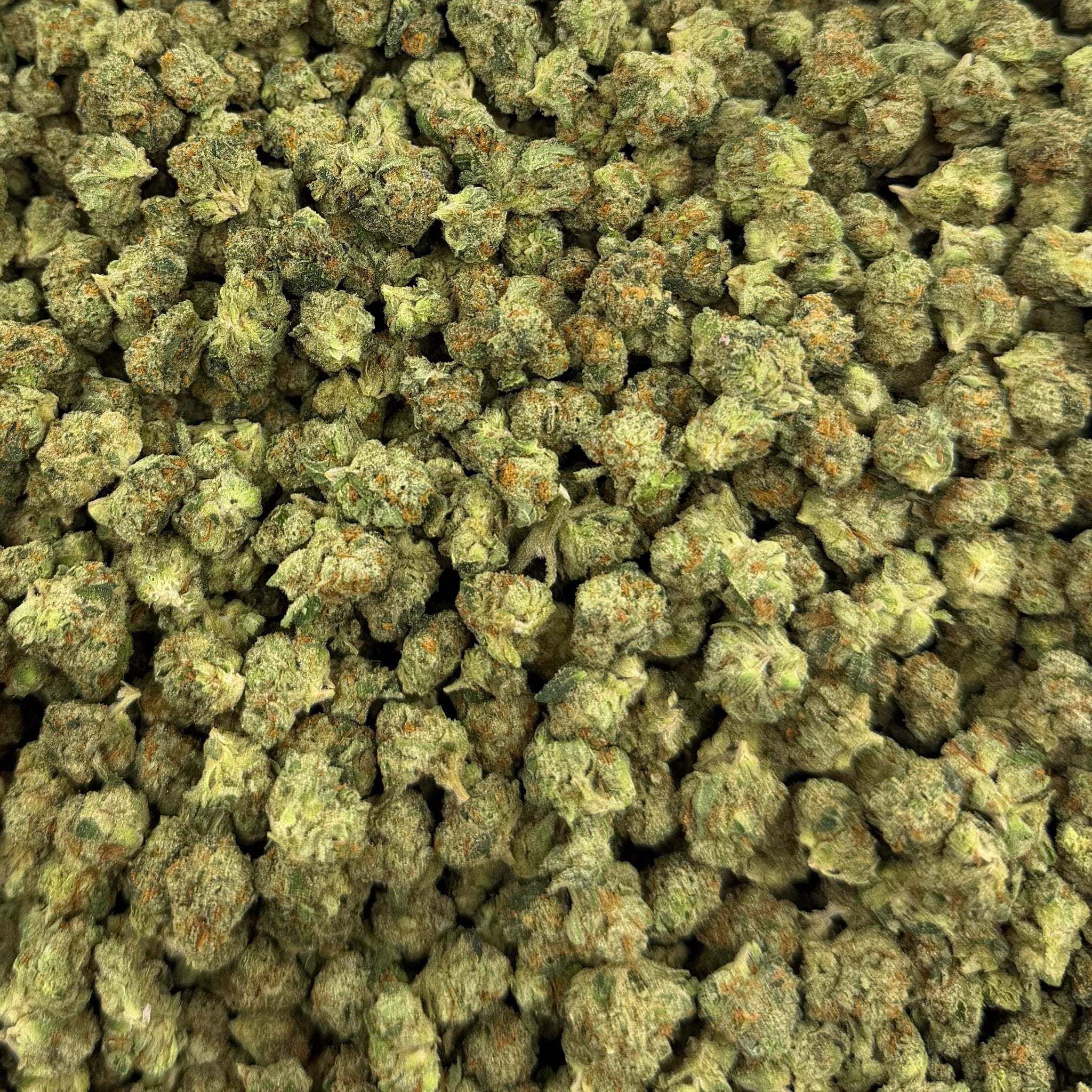Black Velvet bulk THCA flower — Plain Jane 1 lb