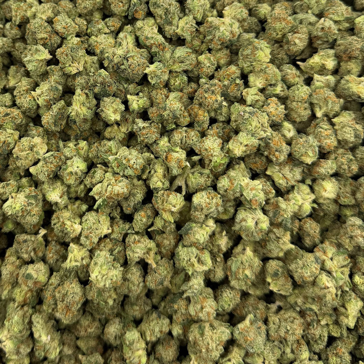 Black Velvet bulk THCA flower — Plain Jane 1 lb