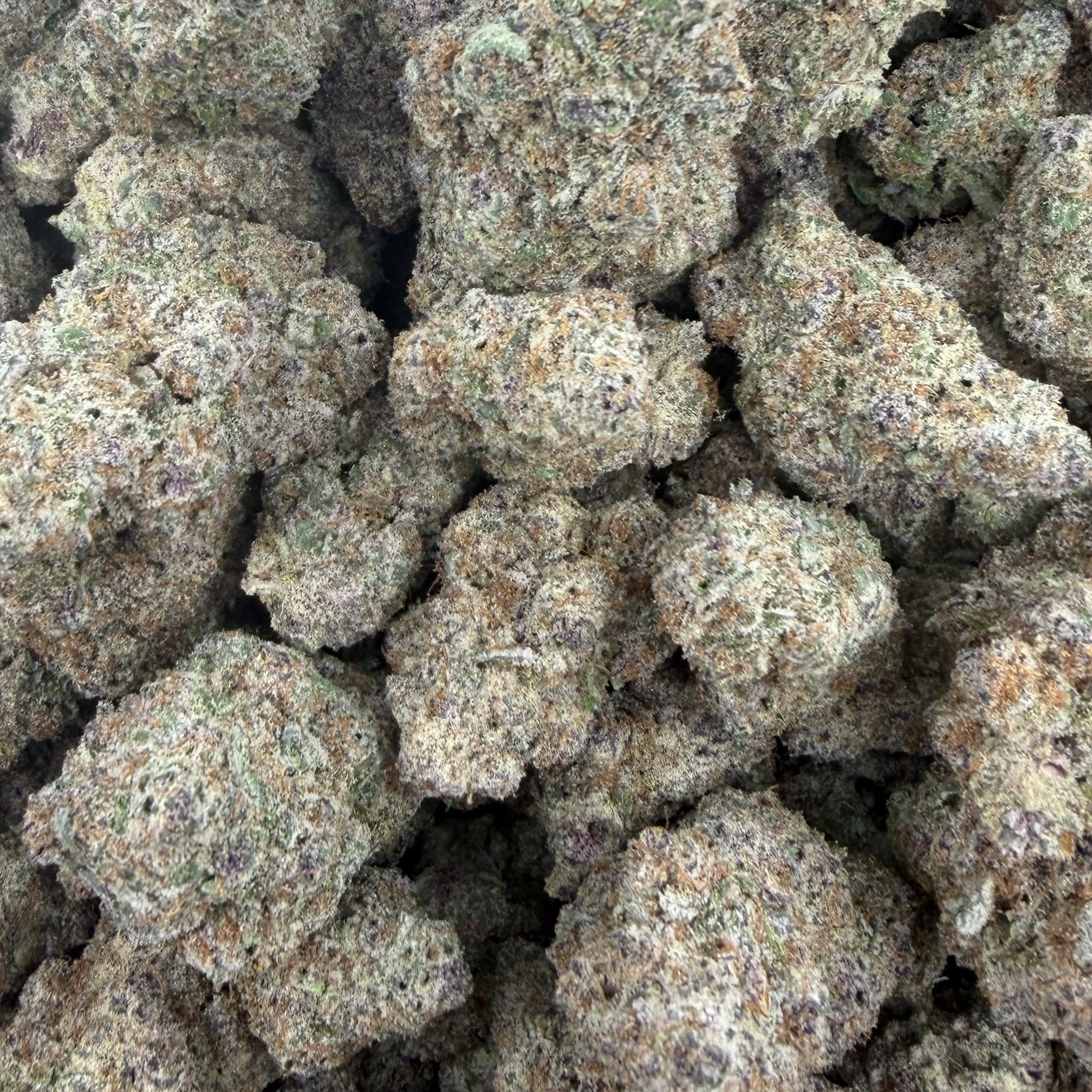 Blizzard King bulk THCA flower — Plain Jane 1 lb