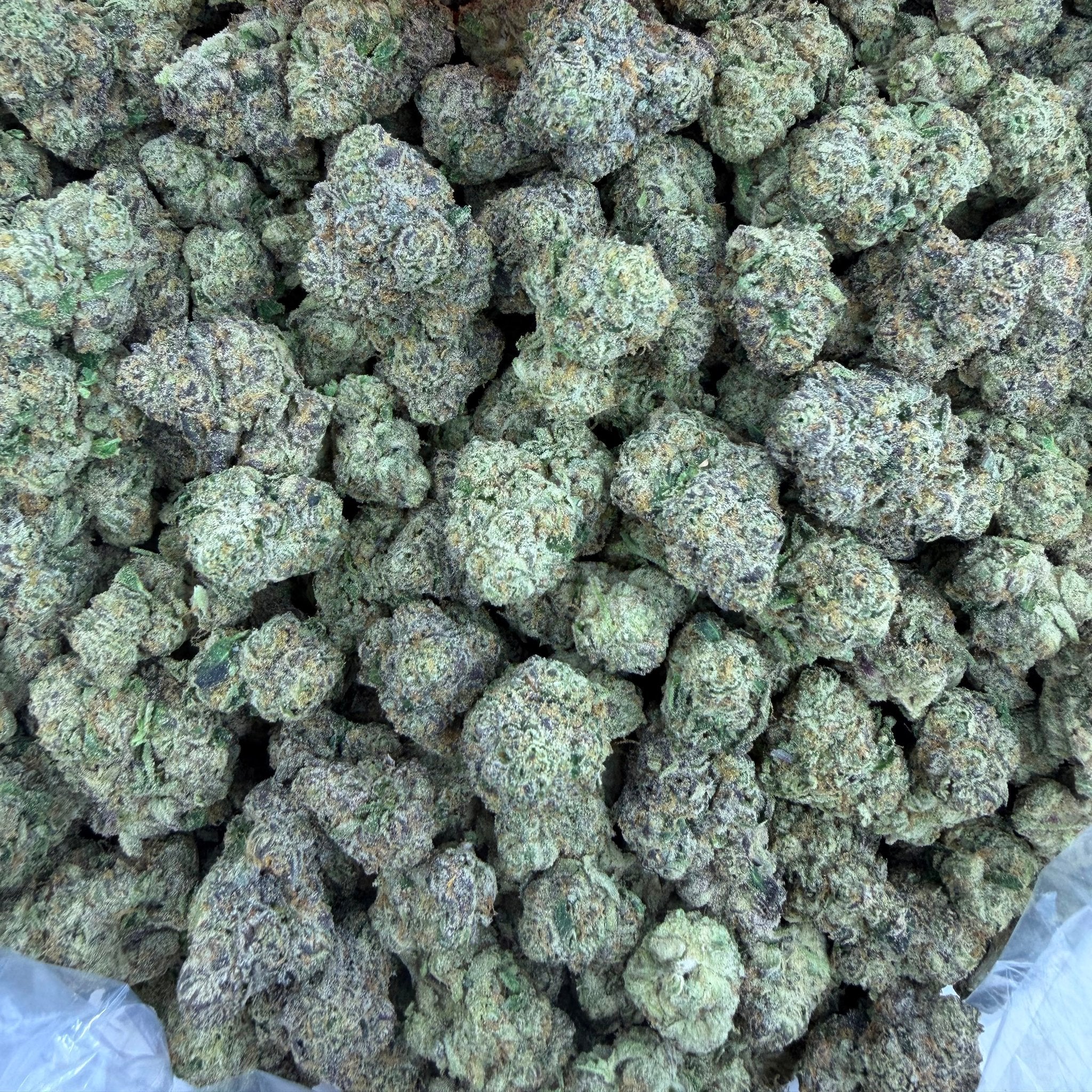 Blue Burst bulk THCA flower — Plain Jane 1 lb