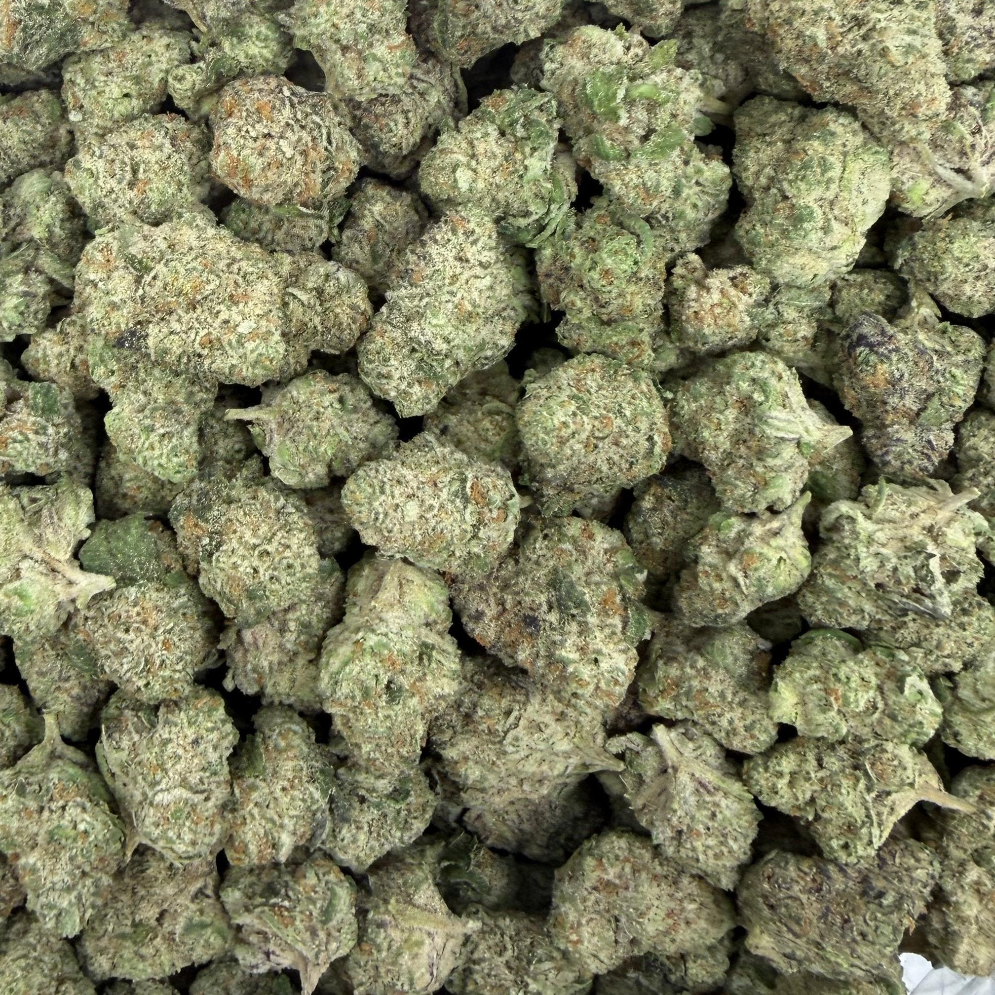 Blue Cookies bulk THCA flower — Plain Jane 1 lb