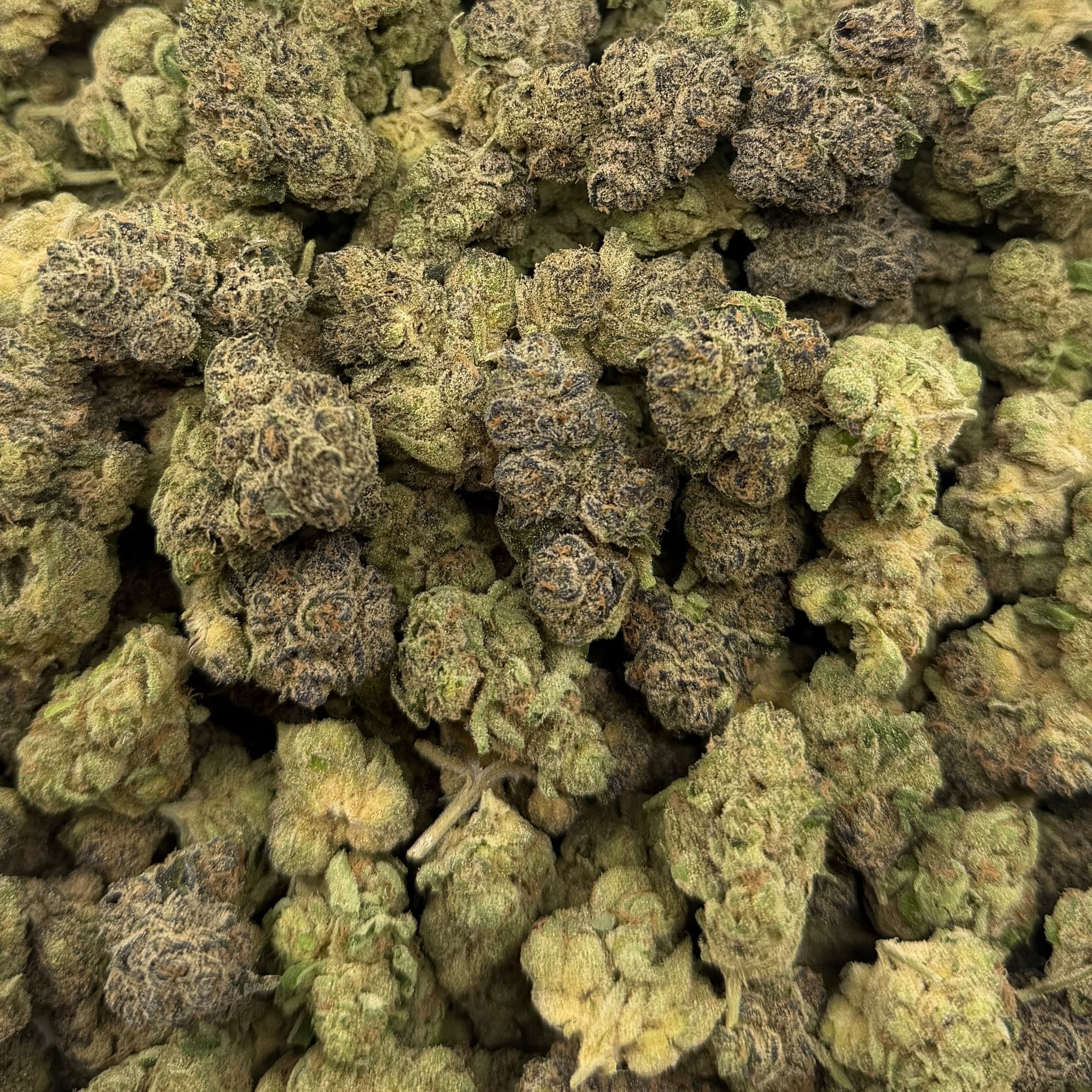 Blue Cookies bulk THCA flower — Plain Jane 1 lb
