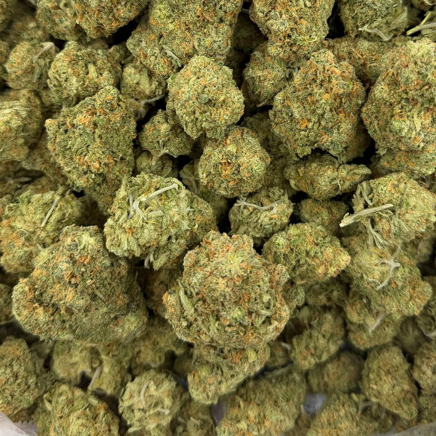Blue Dream bulk THCA flower — Plain Jane 1 lb