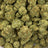 Blue Dream bulk THCA flower — Plain Jane 1 lb