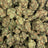 Blue Dream bulk THCA flower — Plain Jane 1 lb