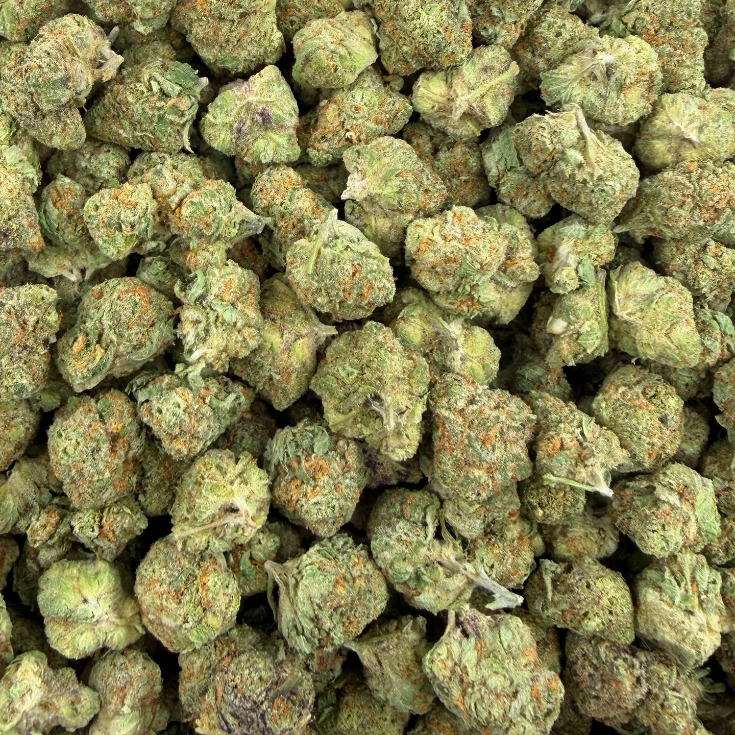 Blue Dream bulk THCA flower — Plain Jane 1 lb