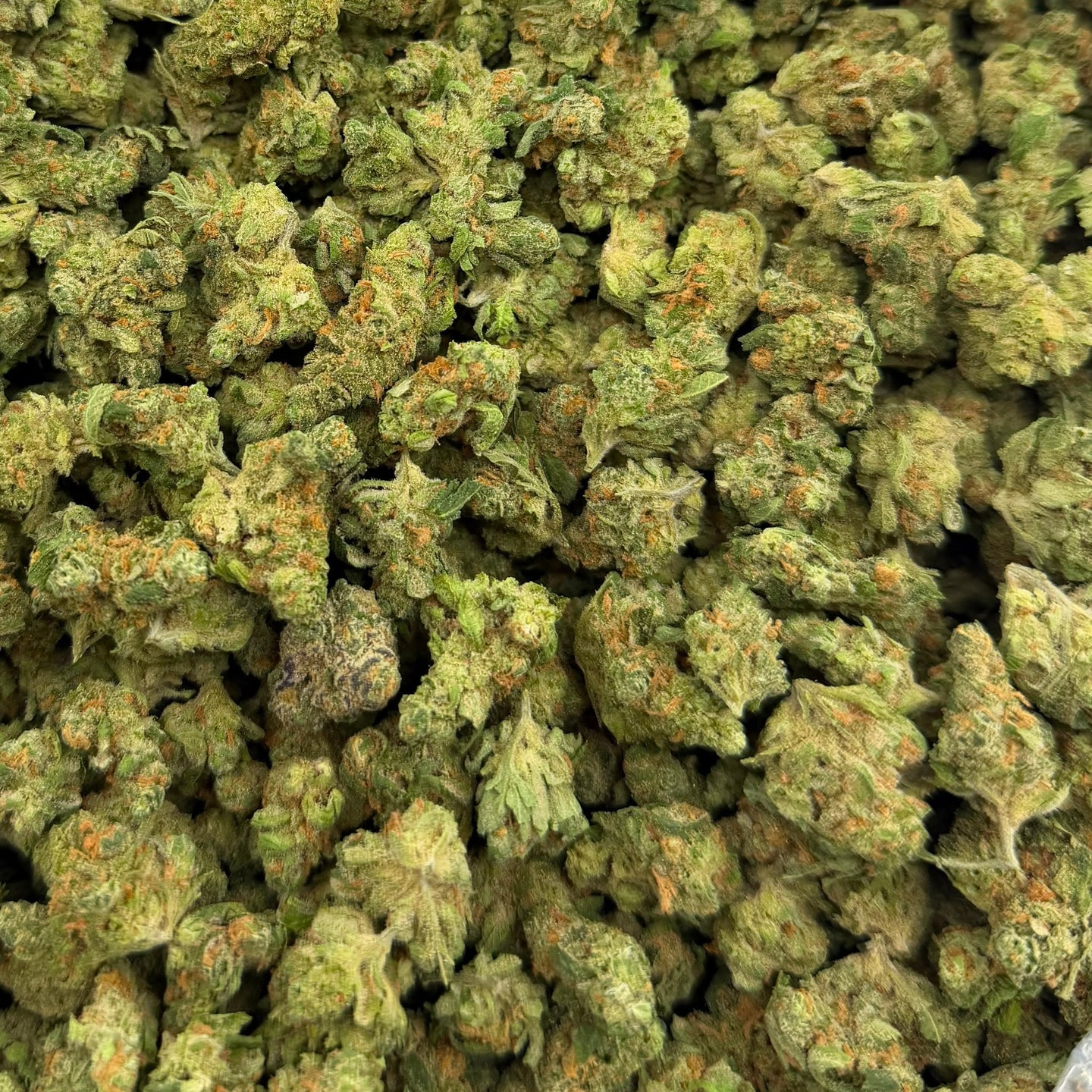 Blue Dream bulk THCA flower — Plain Jane 1 lb