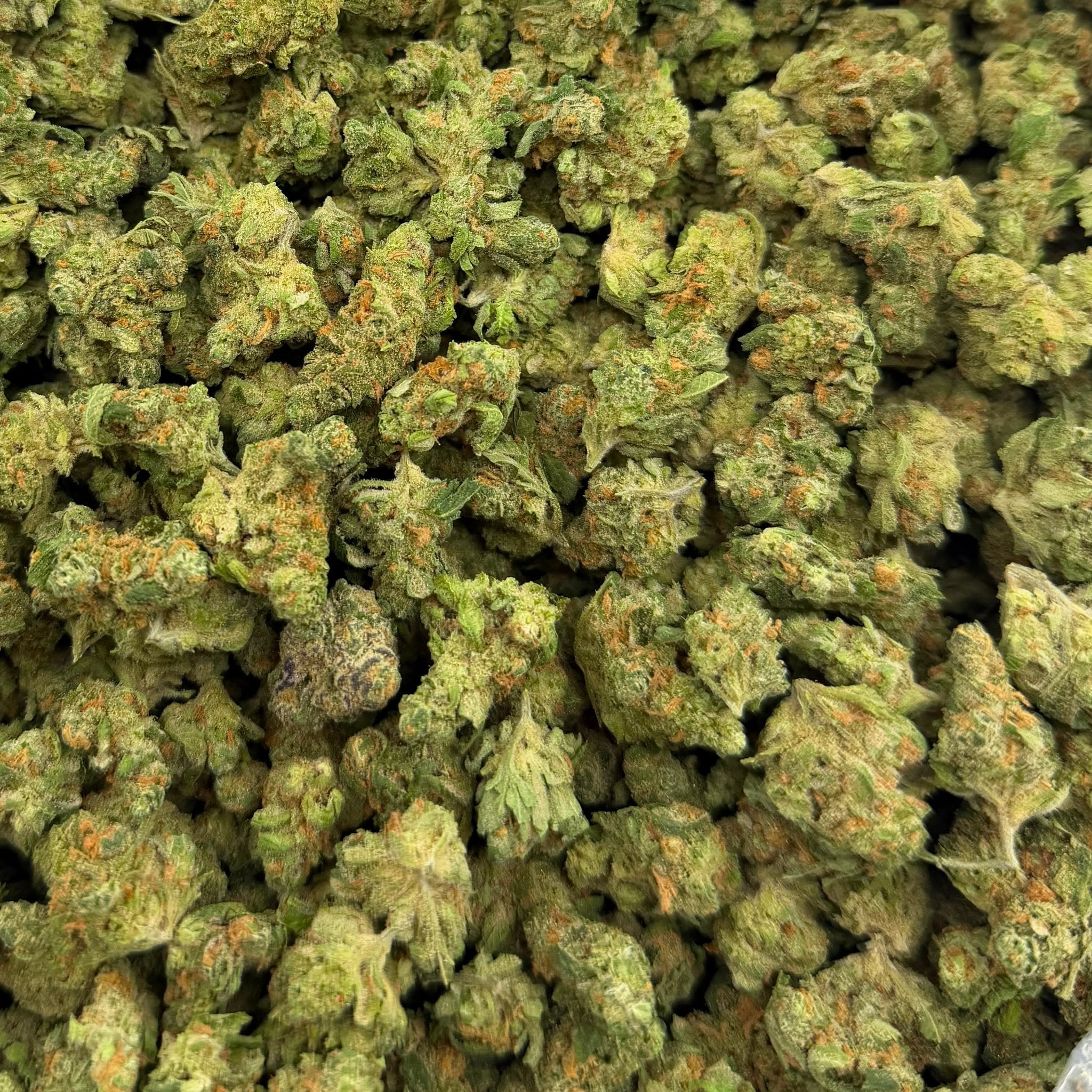 Blue Dream bulk THCA flower — Plain Jane 1 lb