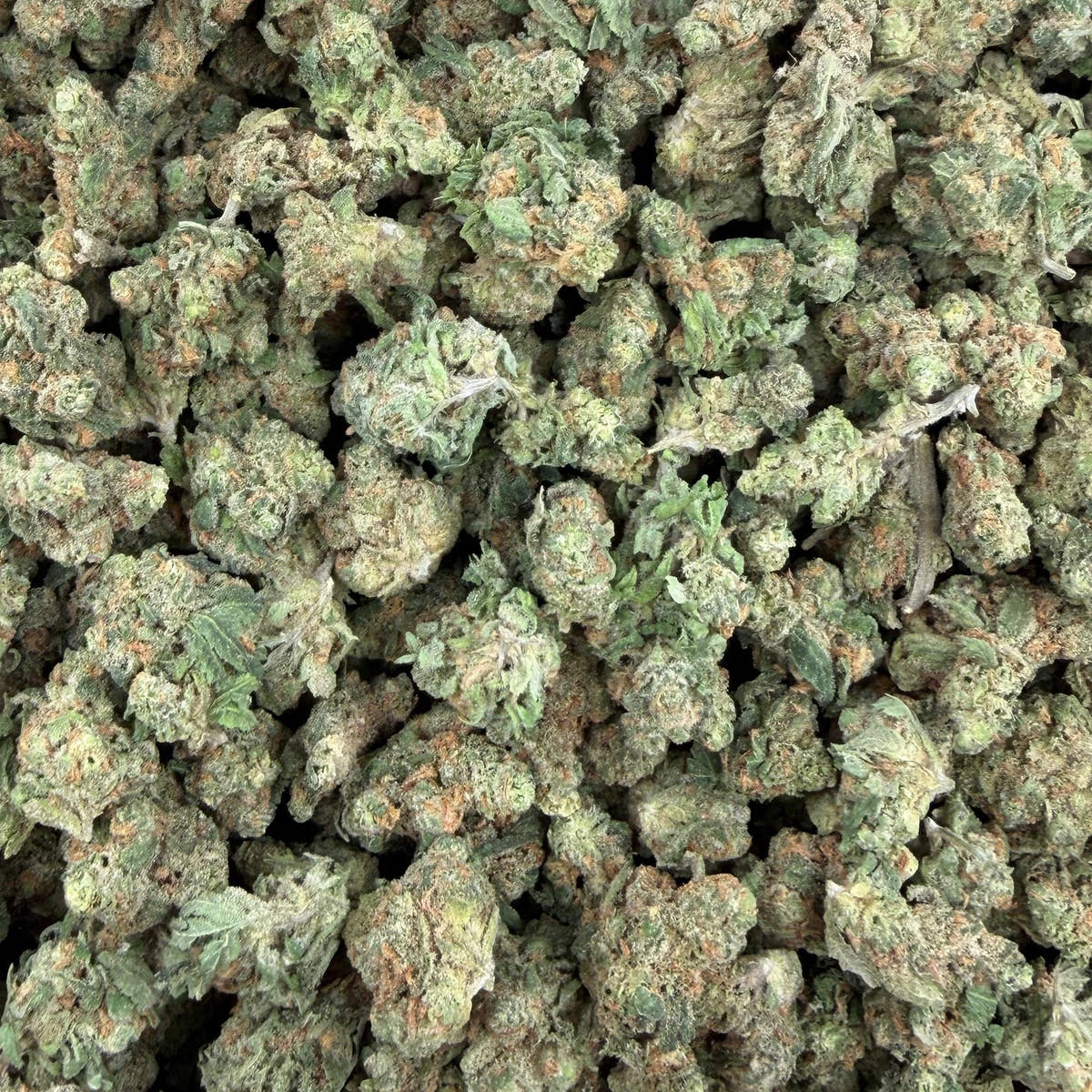 Blue Dream bulk THCA flower — Plain Jane 1 lb
