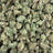 Blue Dream bulk THCA flower — Plain Jane 1 lb