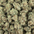 Blue Dream bulk THCA flower — Plain Jane 1 lb