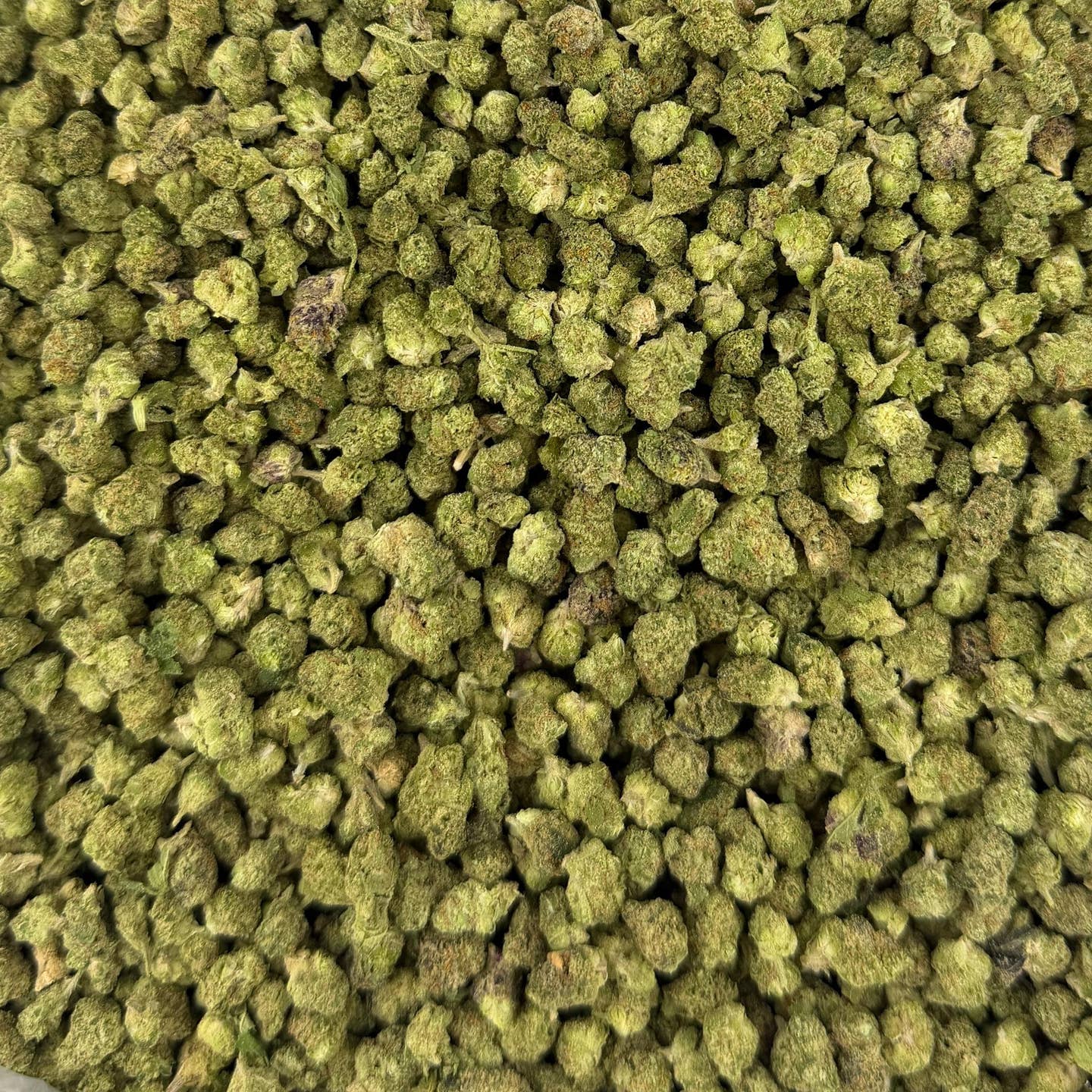 Blue Dream M bulk THCA flower — Plain Jane 1 lb