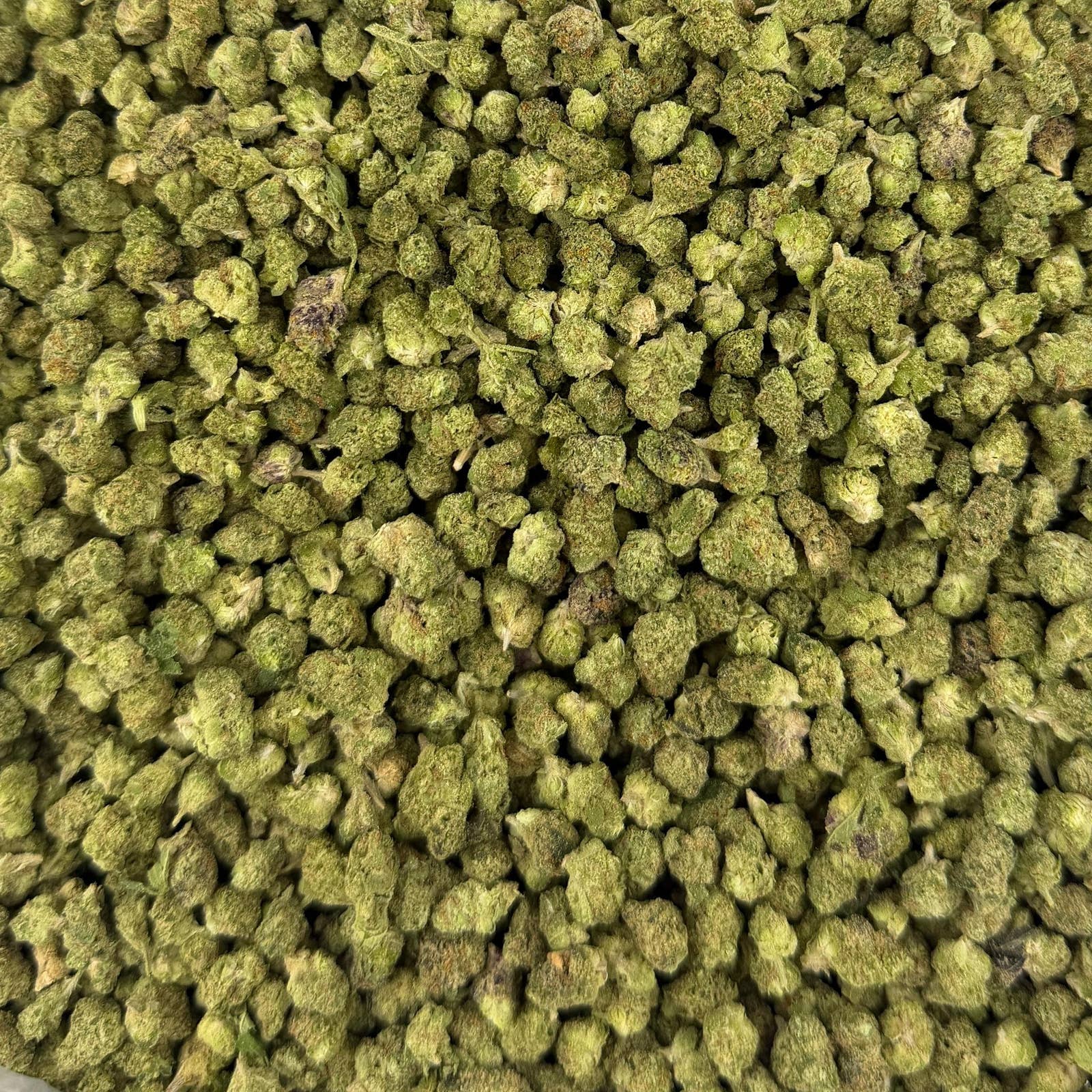 Blue Dream M bulk THCA flower — Plain Jane 1 lb