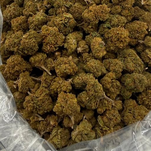 Blue Mamba bulk THCA flower — Plain Jane 1 lb