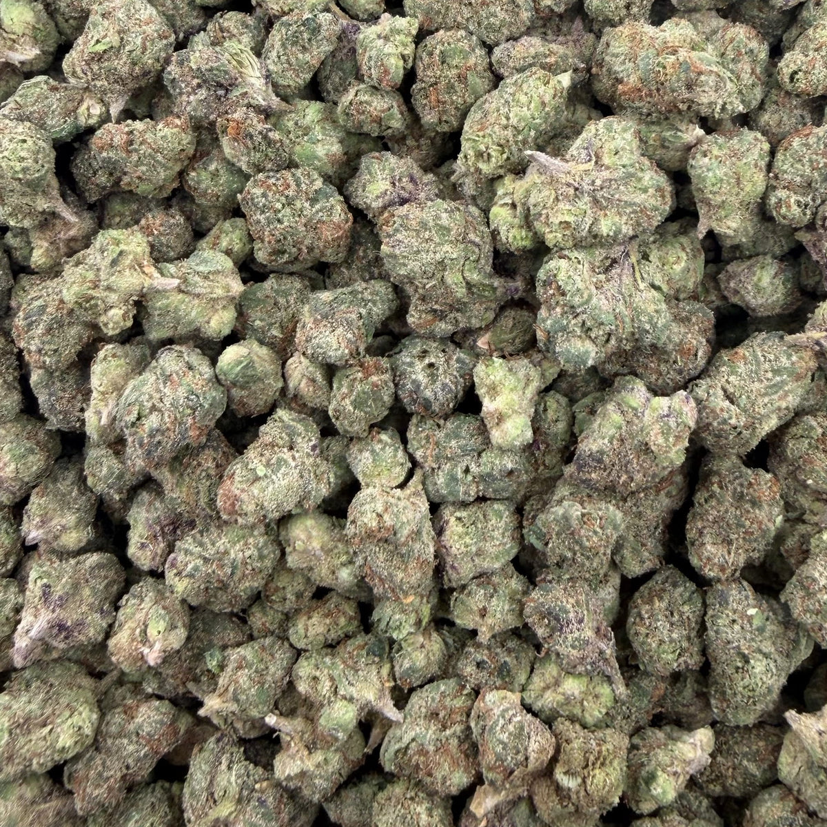 Blue Nerds bulk THCA flower — Plain Jane 1 lb