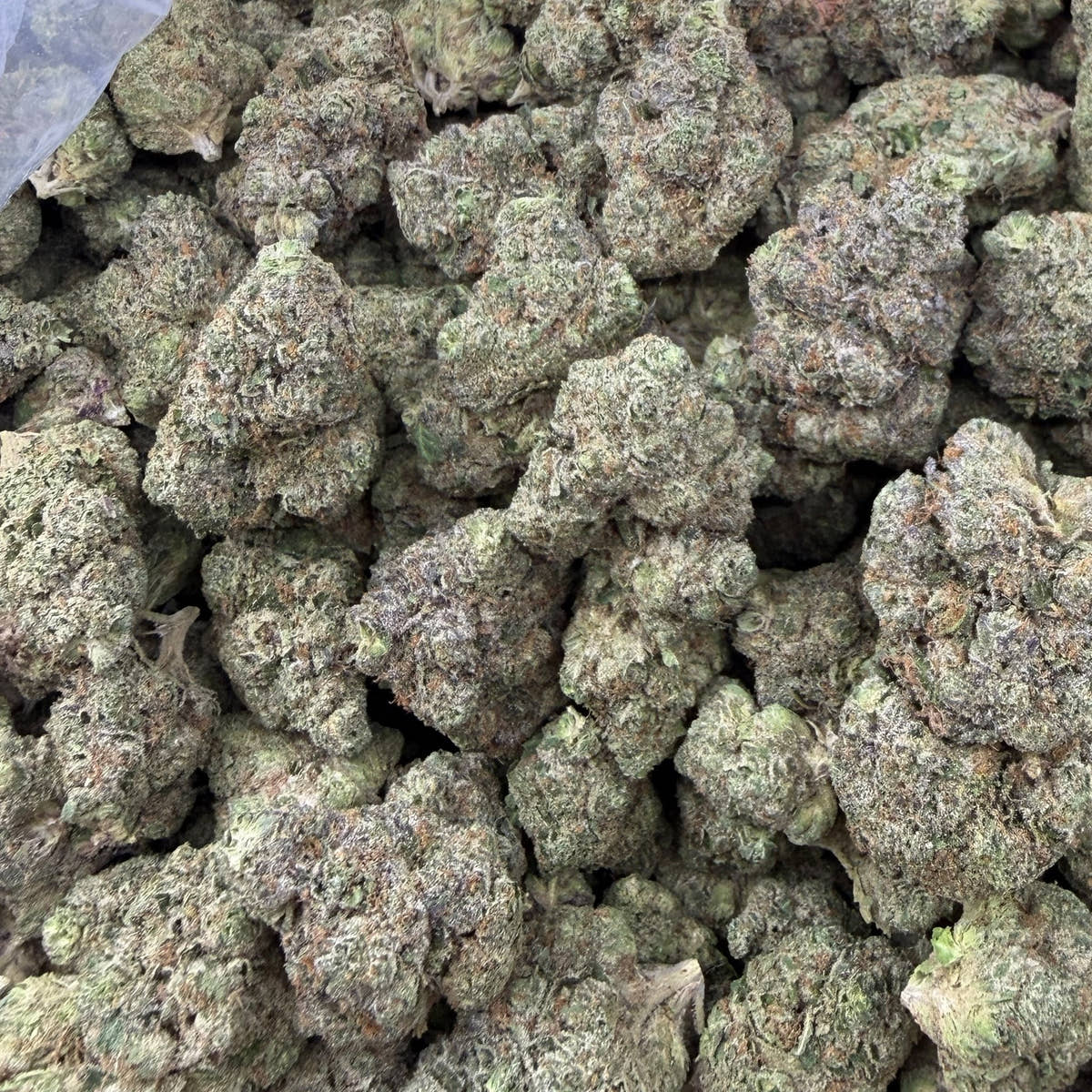 Blue Nerds bulk THCA flower — Plain Jane 1 lb