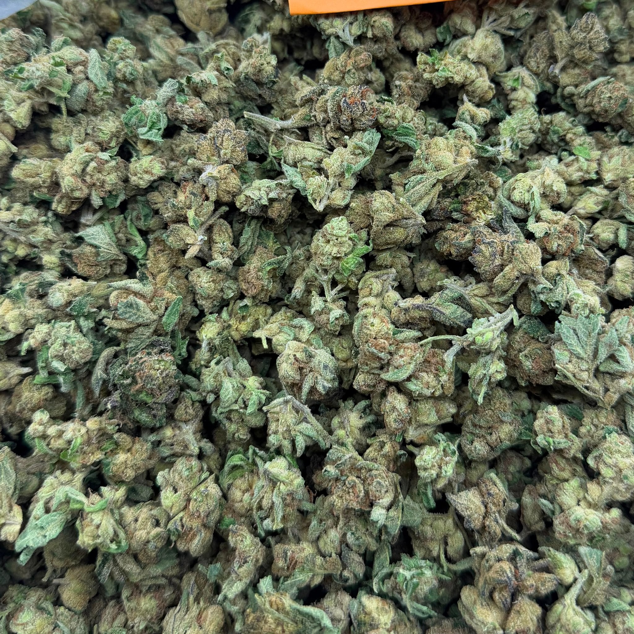 Blue Poppers bulk THCA flower — Plain Jane 1 lb