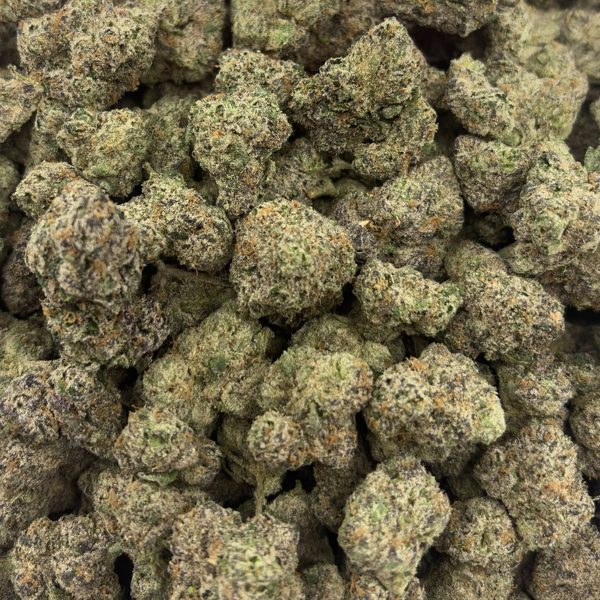Blue Rose bulk THCA flower — Plain Jane 1 lb