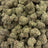 Blue Rose bulk THCA flower — Plain Jane 1 lb