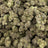 Blue Wookie bulk THCA flower — Plain Jane 1 lb