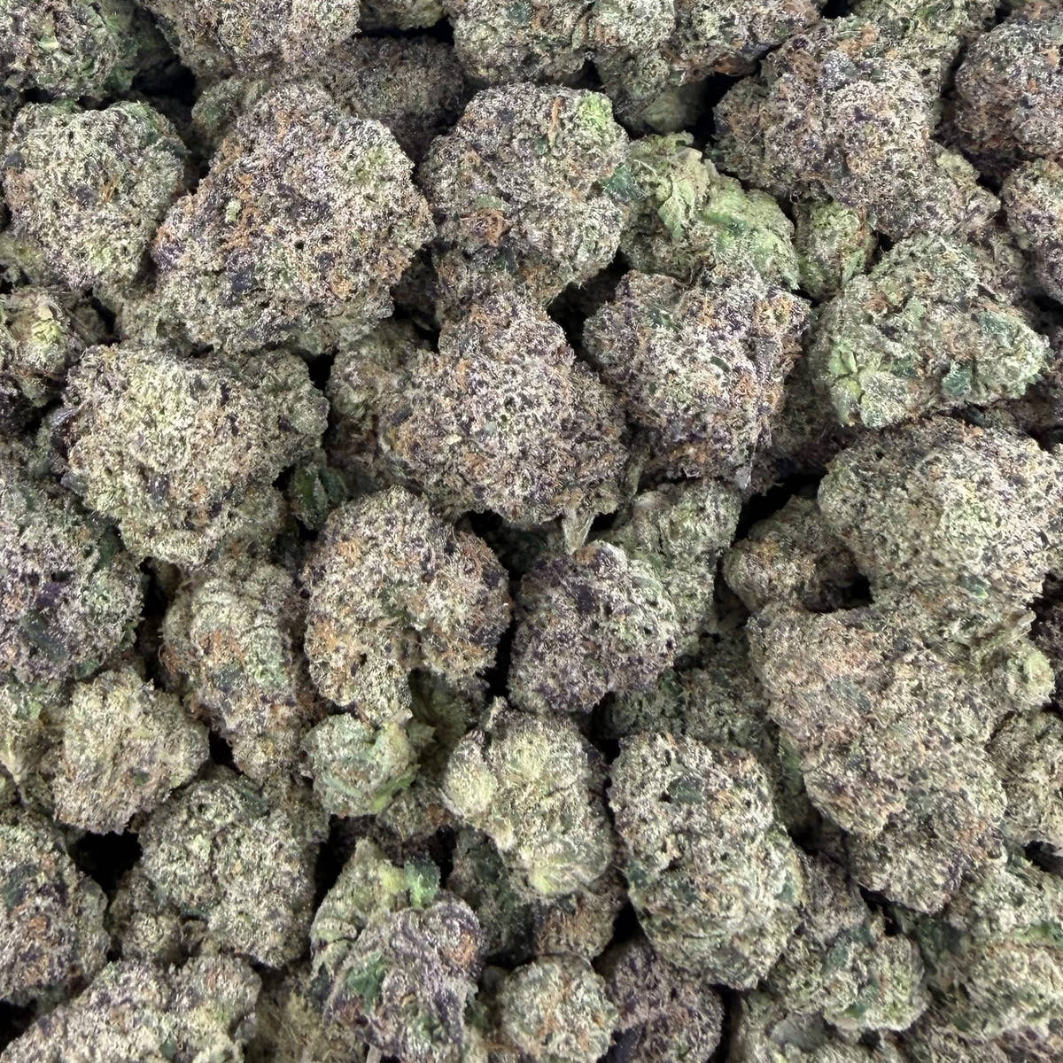 Blue Wookie bulk THCA flower — Plain Jane 1 lb