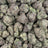 Blue Wookie bulk THCA flower — Plain Jane 1 lb