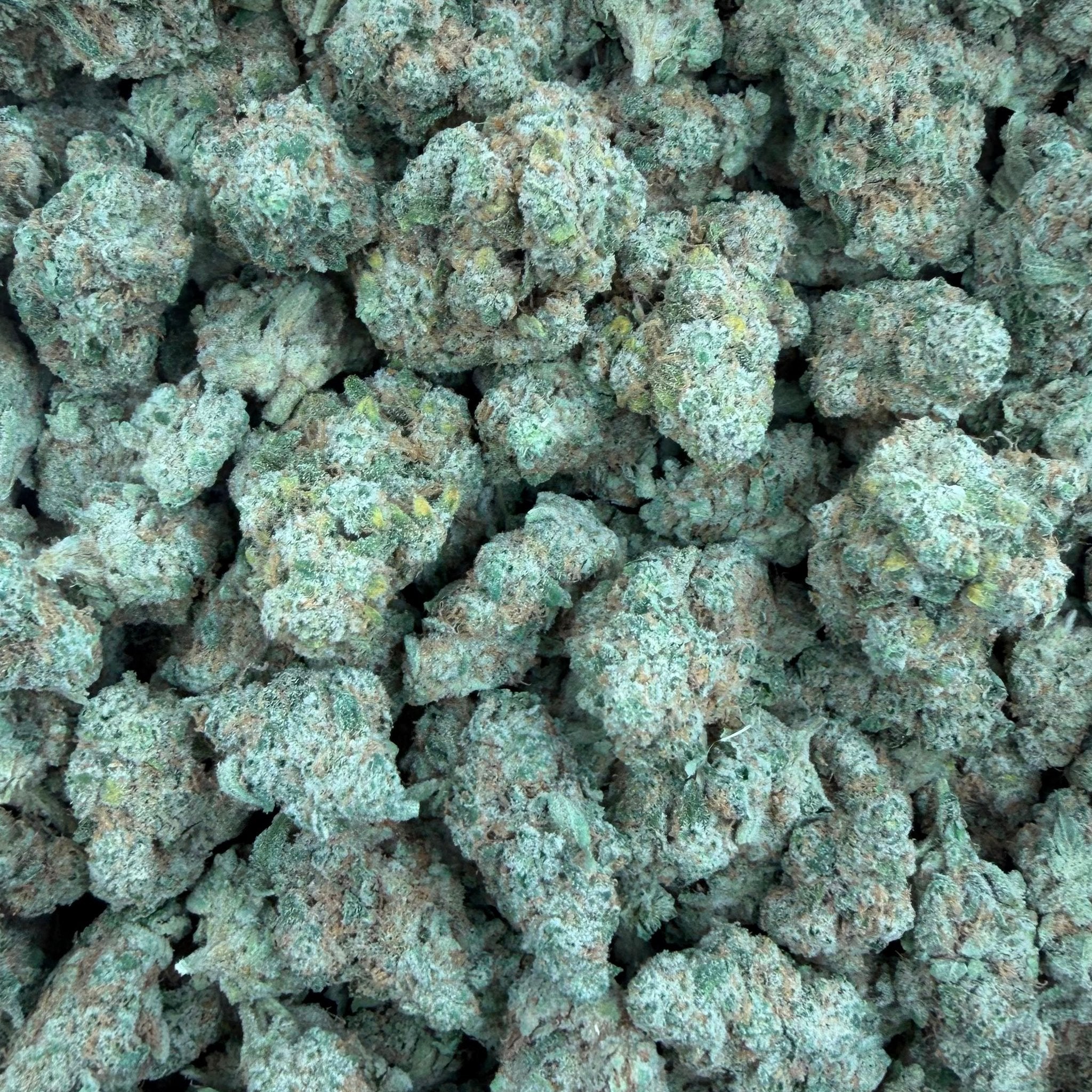 Blueberry Banana bulk THCA flower — Plain Jane 1 lb