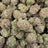 Blueberry Caviar bulk THCA flower — Plain Jane 1 lb